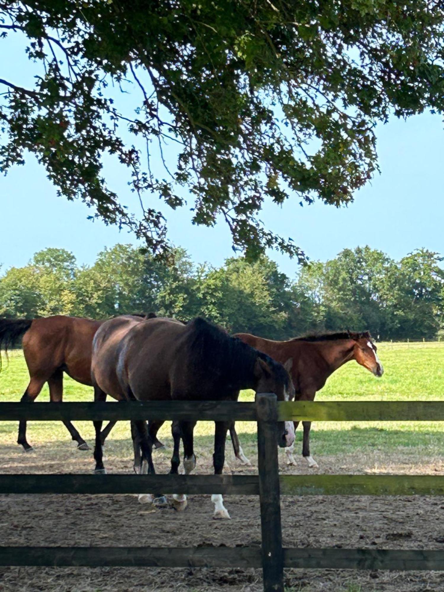 La Longere Du Haras Apartment Manerbe Luaran gambar